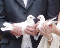 Heavens a Dove, doves for weddings, funerals, all occasions. 1102950 Image 3